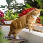 How to Keep Your Kitten from Falling Off Balconies