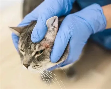How to Help a Kitten with a Cold Sore