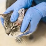 How to Help a Kitten with a Cold Sore