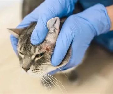 How to Help a Kitten with a Cold Sore