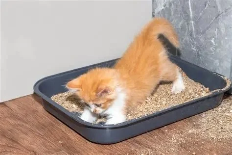 Why Do Kittens Like to Play in Empty Boxes? Uncover the Fun and Fascination