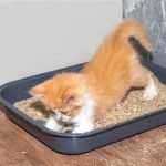 Why Do Kittens Like to Play in Empty Boxes? Uncover the Fun and Fascination