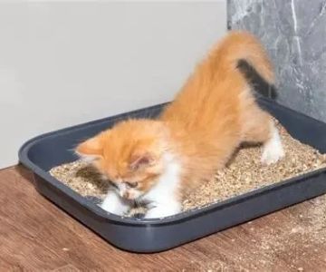 Why Do Kittens Like to Play in Empty Boxes? Uncover the Fun and Fascination