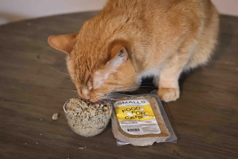The Best Weight Management Diets for Overweight Cats: Expert Tips and Recommendations