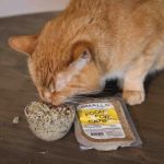 The Best Weight Management Diets for Overweight Cats: Expert Tips and Recommendations