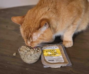 The Best Weight Management Diets for Overweight Cats: Expert Tips and Recommendations