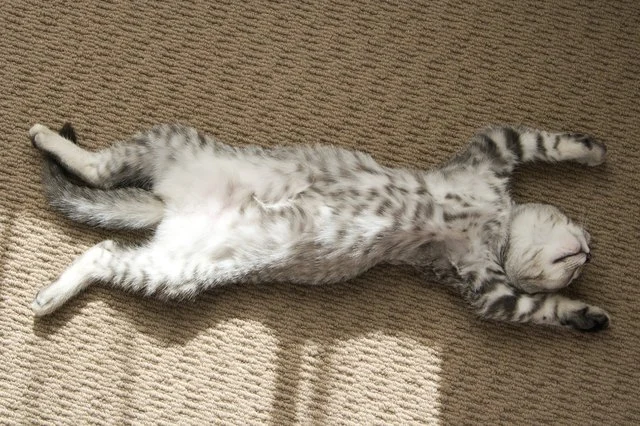 How to Train Your Kitten to Play Dead