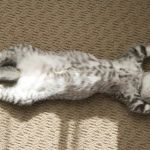 How to Train Your Kitten to Play Dead