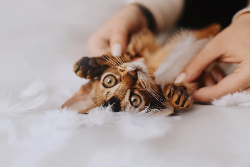 How to Tell if Your Kitten is Bonding with You