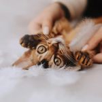 How to Tell if Your Kitten is Bonding with You