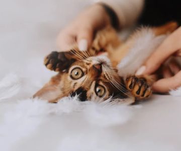 How to Tell if Your Kitten is Bonding with You