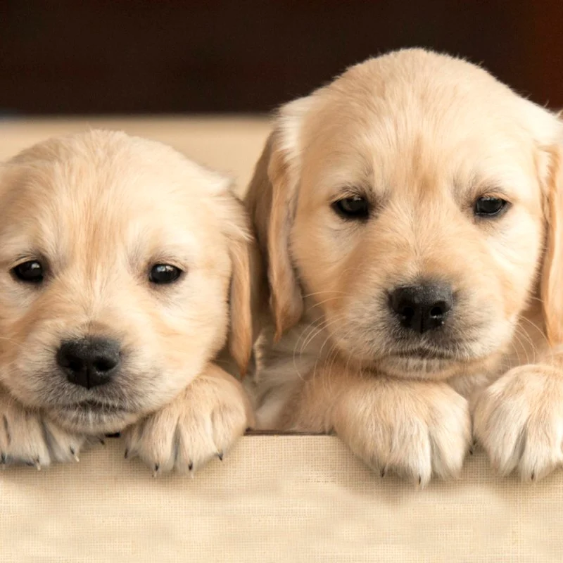 The Best Dog Names of 2024: Top Trends and Classic Choices