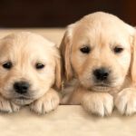 The Best Dog Names of 2024: Top Trends and Classic Choices