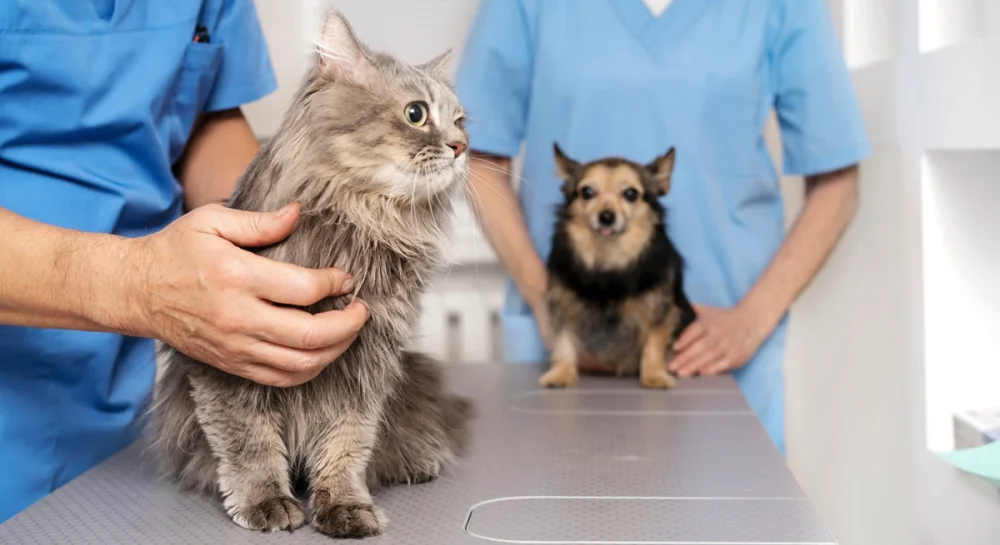 Pet Stores & Vets Near Me | Omnia Pet