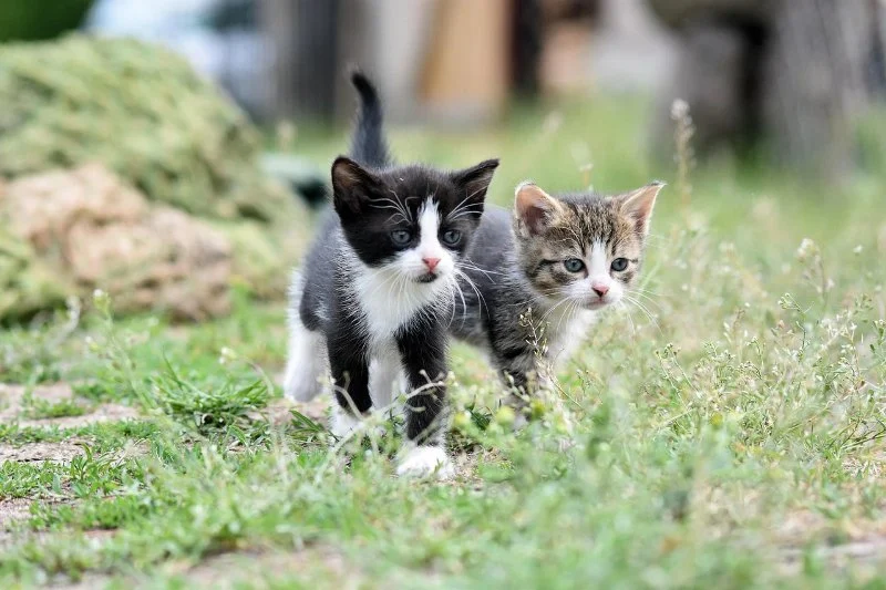 The Dangers of Outdoor Cats: Risks and How to Mitigate Them