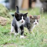 The Dangers of Outdoor Cats: Risks and How to Mitigate Them