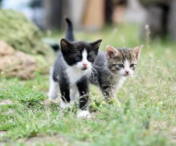 The Dangers of Outdoor Cats: Risks and How to Mitigate Them
