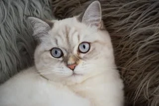 The Top 10 Most Popular Kitten Names of 2024