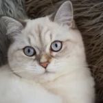 The Top 10 Most Popular Kitten Names of 2024