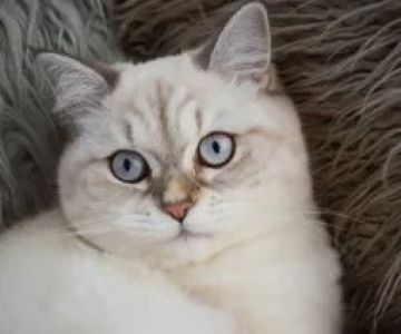 The Top 10 Most Popular Kitten Names of 2024