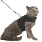 How to Choose the Best Harness for a Flight-Risk Kitten | Omnia Pet