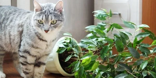 How to Stop Your Kitten from Digging in Potted Plants