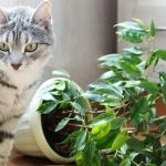 How to Stop Your Kitten from Digging in Potted Plants