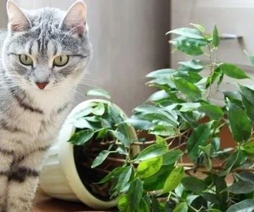 How to Stop Your Kitten from Digging in Potted Plants