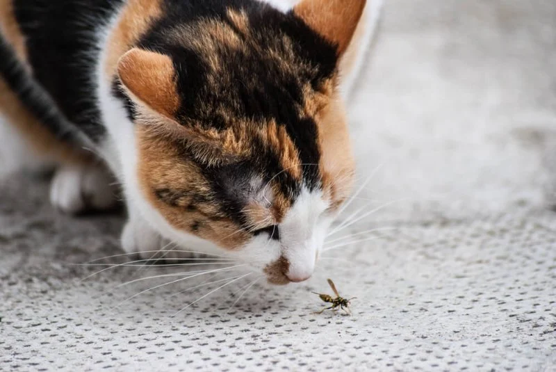 How to Keep Your Kitten from Eating Poisonous Bugs – Omnia Pet