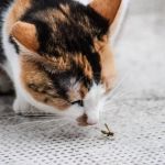 How to Keep Your Kitten from Eating Poisonous Bugs – Omnia Pet