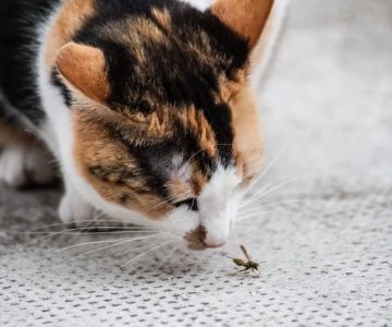 How to Keep Your Kitten from Eating Poisonous Bugs – Omnia Pet