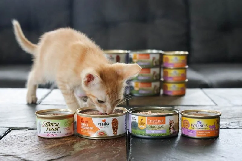 Best Wet Food for Kittens Needing Extra Calories – Top Brands & Tips