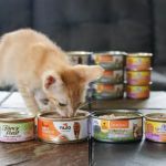 Best Wet Food for Kittens Needing Extra Calories – Top Brands & Tips