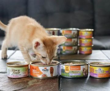 Best Wet Food for Kittens Needing Extra Calories – Top Brands & Tips