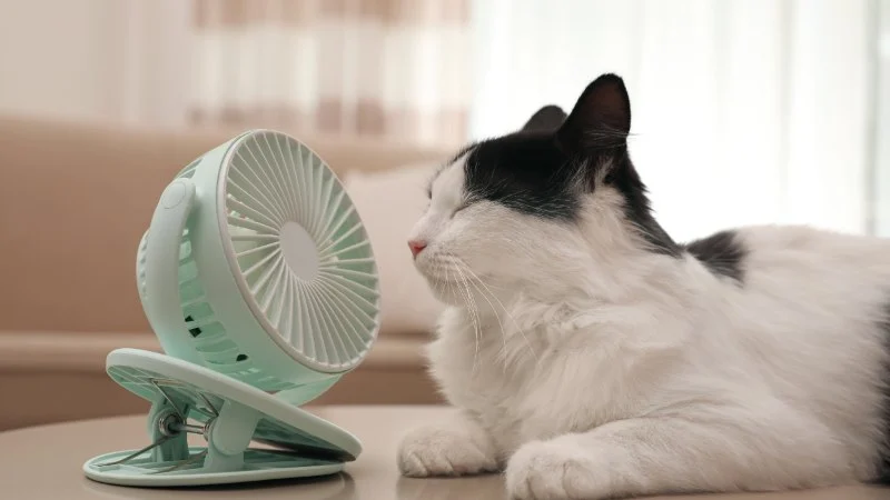 Best Ways to Keep a Kitten Cool in Summer – U.S. Guide