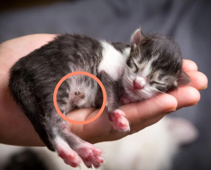 Why Is My Kitten's Belly Button Showing? | Omnia Pet