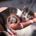 Why Is My Kitten's Belly Button Showing? | Omnia Pet