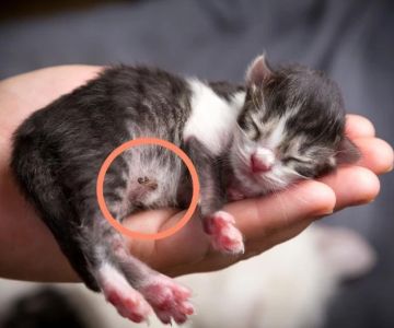 Why Is My Kitten's Belly Button Showing? | Omnia Pet
