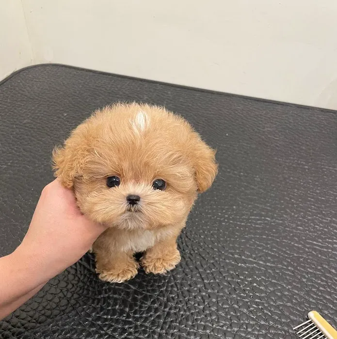 The Los Angeles puppies Picture 4