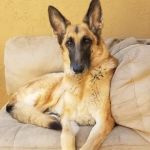 Happy Endings In Home Pet Euthanasia