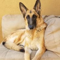 Happy Endings In Home Pet Euthanasia ico