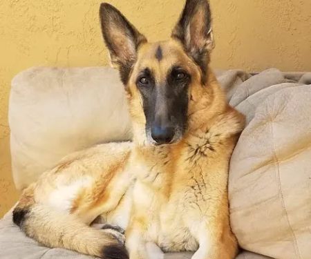 Happy Endings In Home Pet Euthanasia