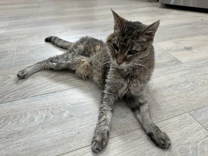 Happy Endings In Home Pet Euthanasia Picture 5