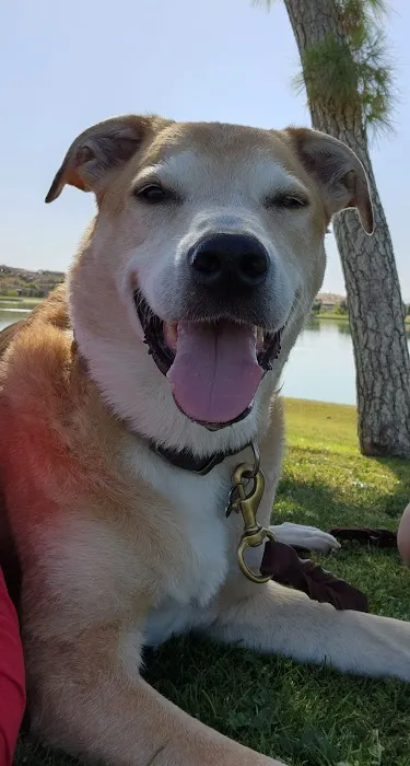 Happy Endings In Home Pet Euthanasia Picture 7