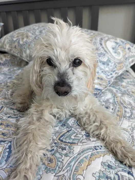 Happy Endings In Home Pet Euthanasia Picture 9