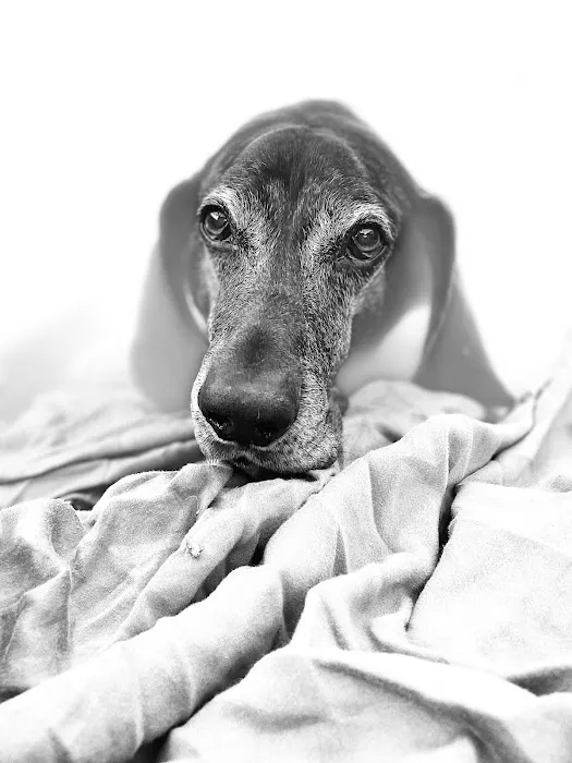 Happy Endings In Home Pet Euthanasia Picture 10