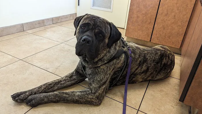 North Kenilworth Veterinary Care Picture 4