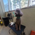Petco