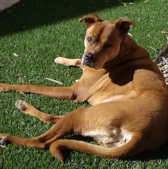 Central Phoenix Animal Hospital Picture 1