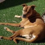 Central Phoenix Animal Hospital
